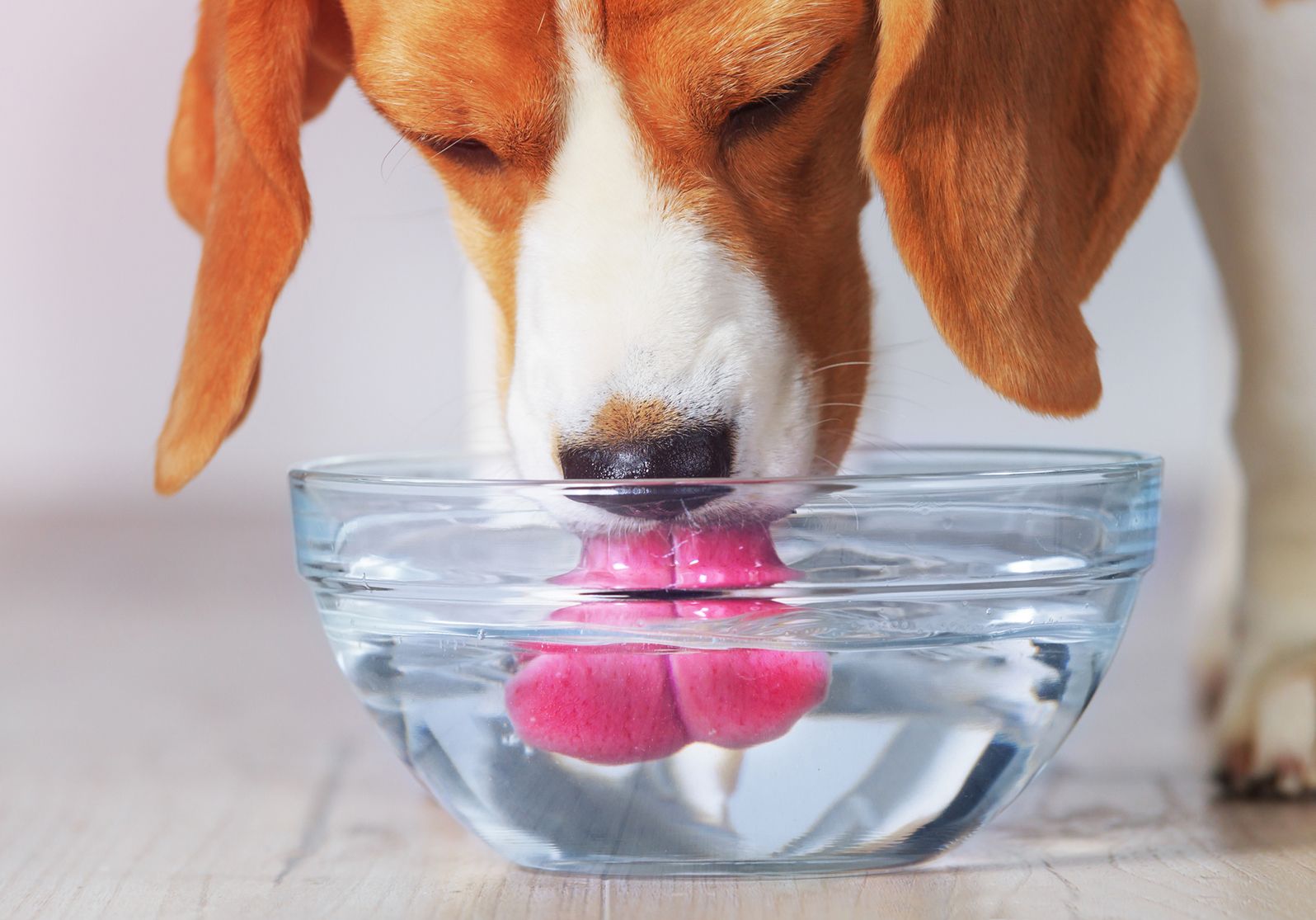 How Much Water Should Your Dog Drink? - Whole Dog Journal