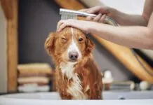 Dog Taking Bath At Domestic Bathroom. Showering Of Nova Scotia Duck Tolling Retriever At Home
