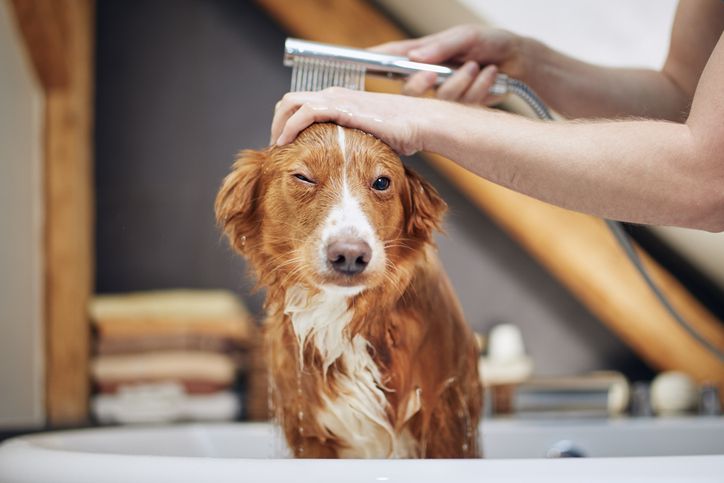 https://www.whole-dog-journal.com/wp-content/uploads/2022/10/dog-dry-skin-rinse-well.jpg.optimal.jpg