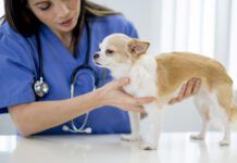 Nurse Examining a Puppy