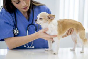 Nurse Examining a Puppy