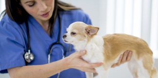 Nurse Examining a Puppy
