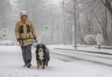 Dog walking in the snowy weather. A middle-aged woman wearing a yellow winter jacket is walking with a Bernese mountain dog along a snowy street.