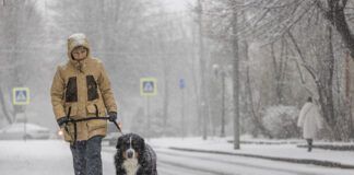 Dog walking in the snowy weather. A middle-aged woman wearing a yellow winter jacket is walking with a Bernese mountain dog along a snowy street.