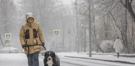 Dog walking in the snowy weather. A middle-aged woman wearing a yellow winter jacket is walking with a Bernese mountain dog along a snowy street.