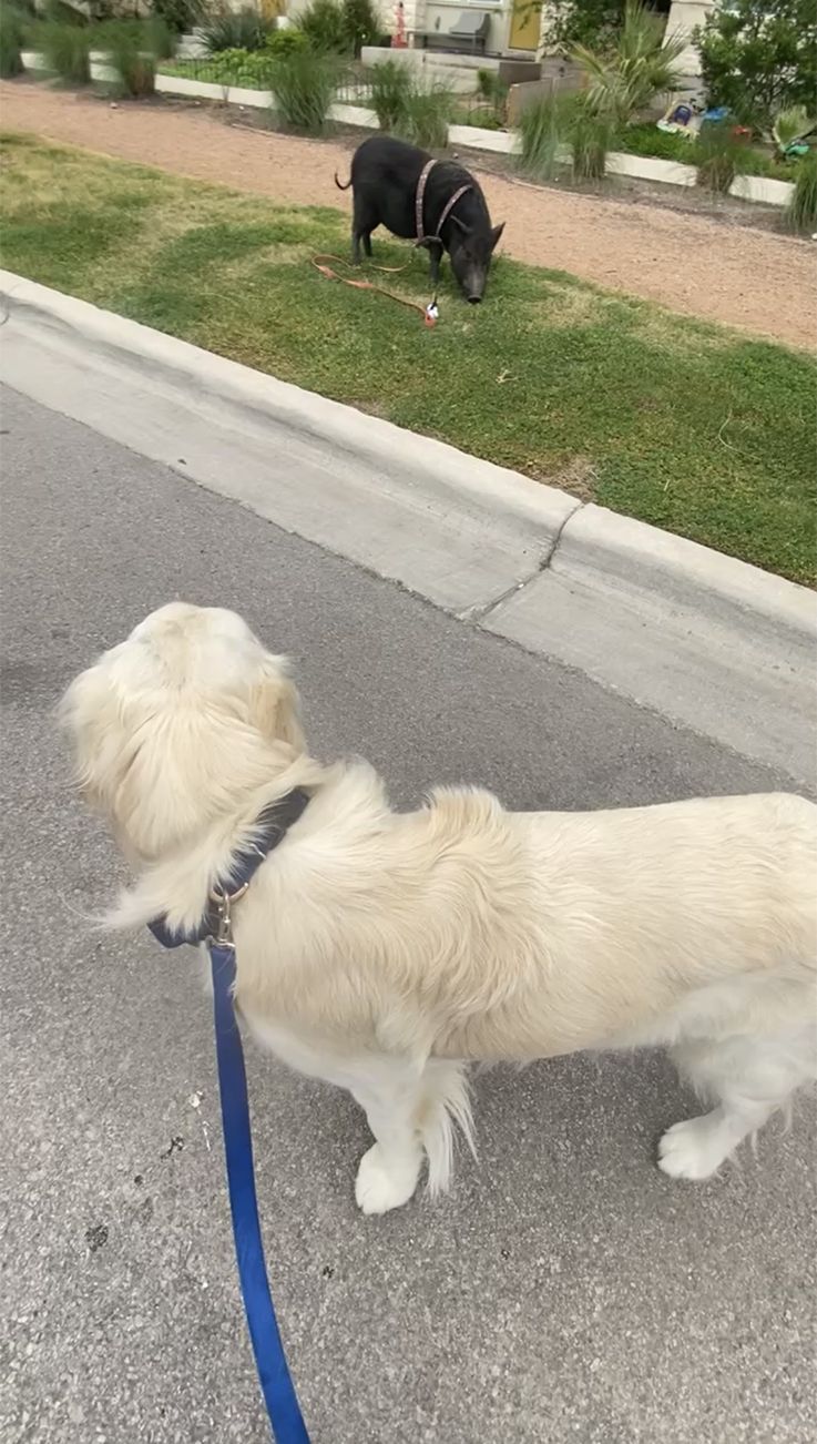 Teach Your Dog to “Leave It” Without Using a Cue - Whole Dog Journal