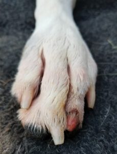 dog nail degloved