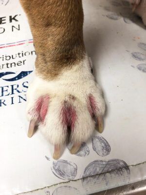 Dog with pododermatitis