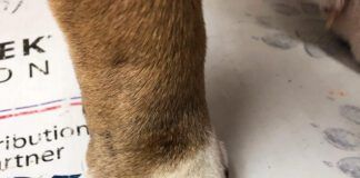 Dog with pododermatitis