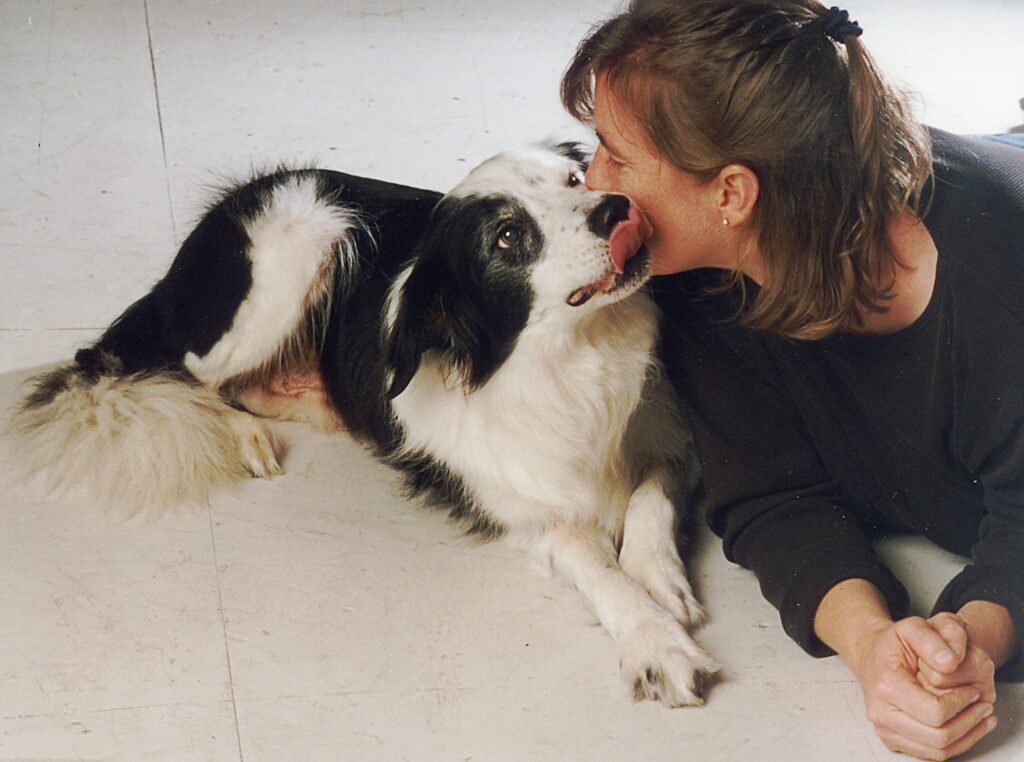 border collie