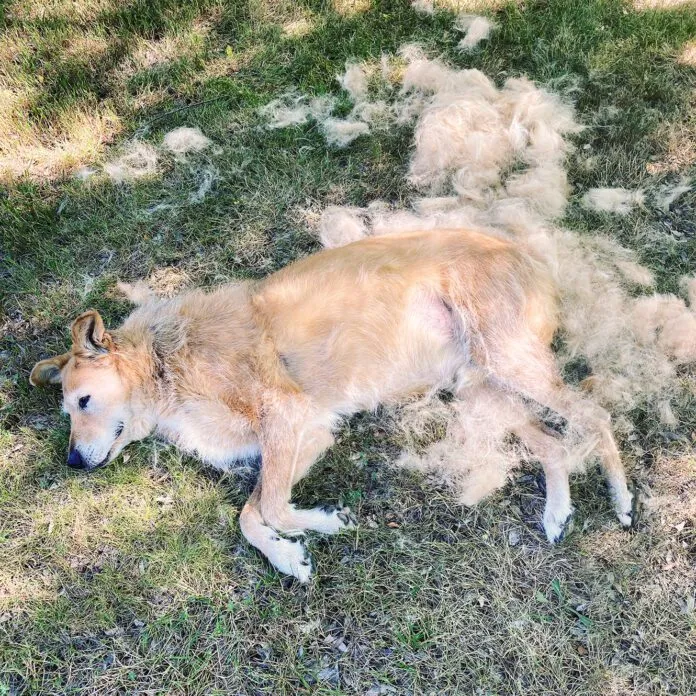 shedding