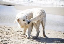 Dog Biting His Tail