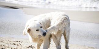 Dog Biting His Tail