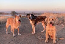 three mutt dogs