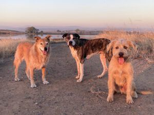 three mutt dogs