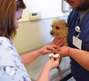 dog at vet with torn nail