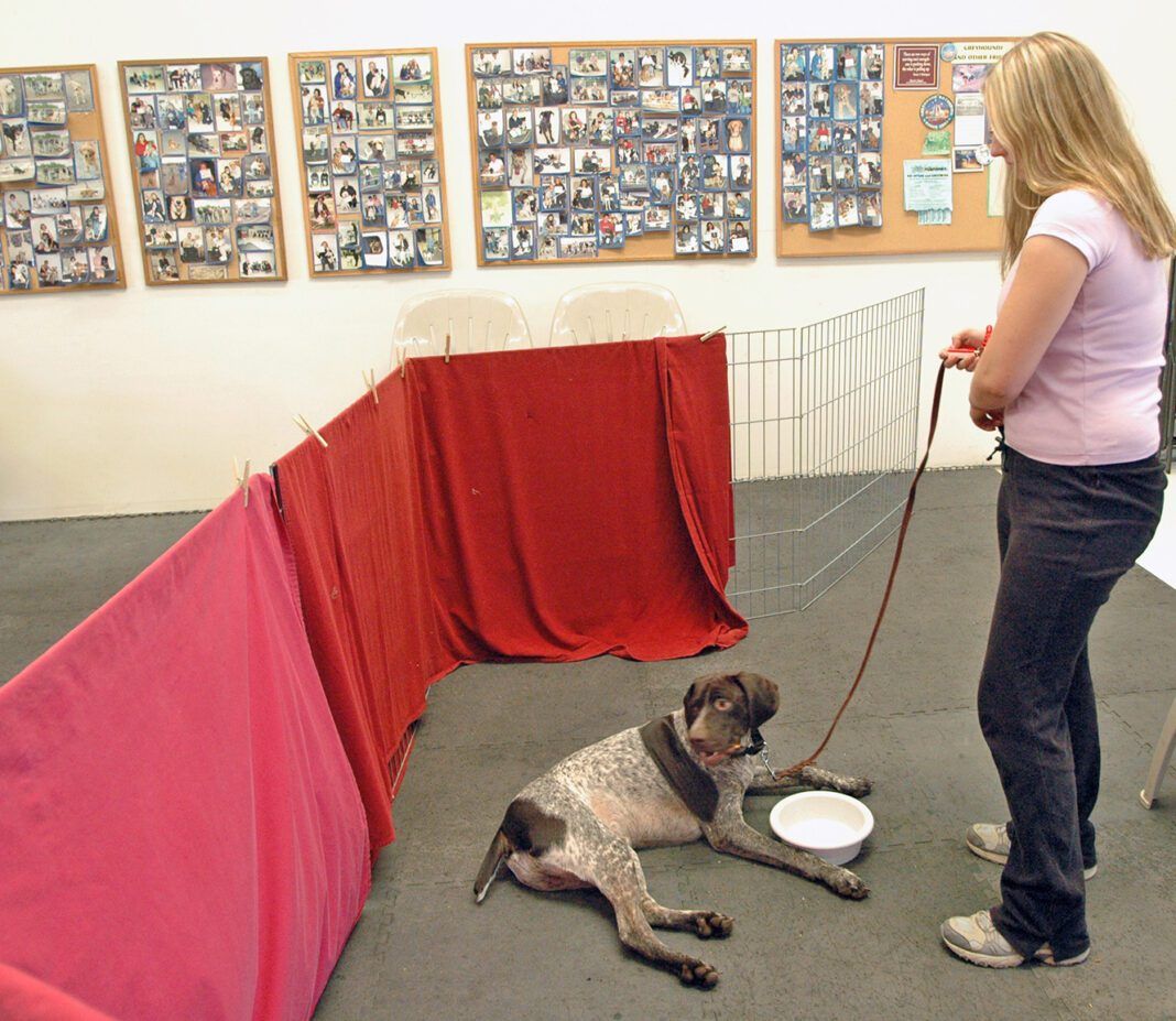 Dog Training for Beginners Whole Dog Journal