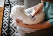 dog being brushed