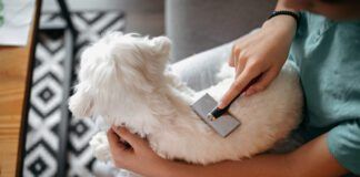 dog being brushed