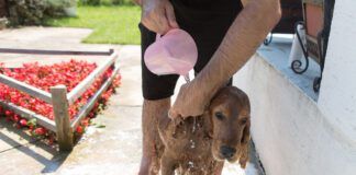 cocker spaniel summer outdoor bath