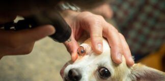 Dog getting an eye exam