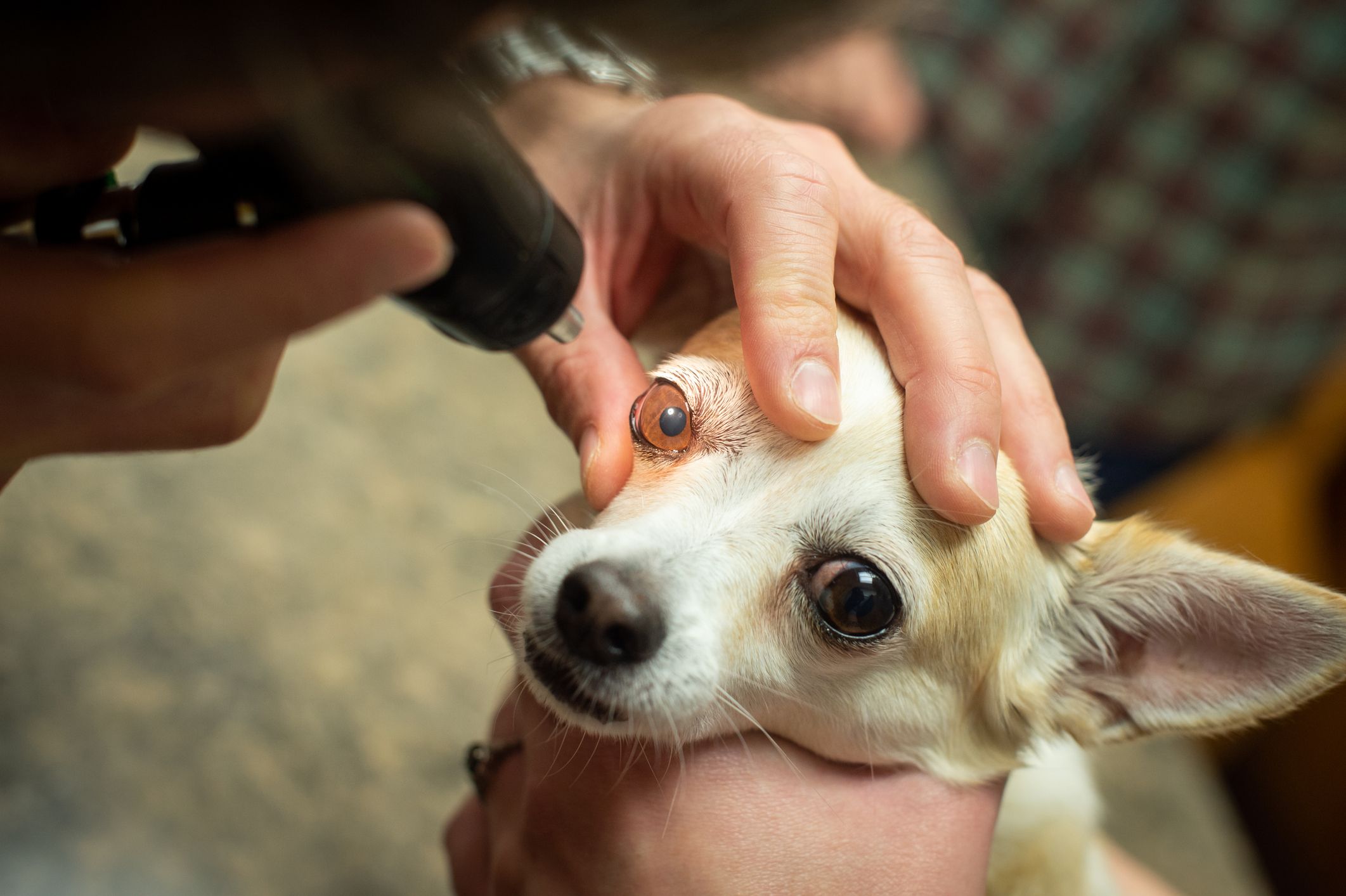 Causes of Blindness & How to Care for Blind Dogs