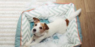 dog mischief disobey concept. jack russell terrier destroyed a fluffy pet bed.