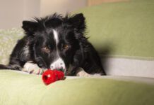 Beautiful border collie puppy stares at his Kong on the couch