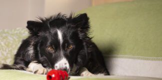 Beautiful border collie puppy stares at his Kong on the couch