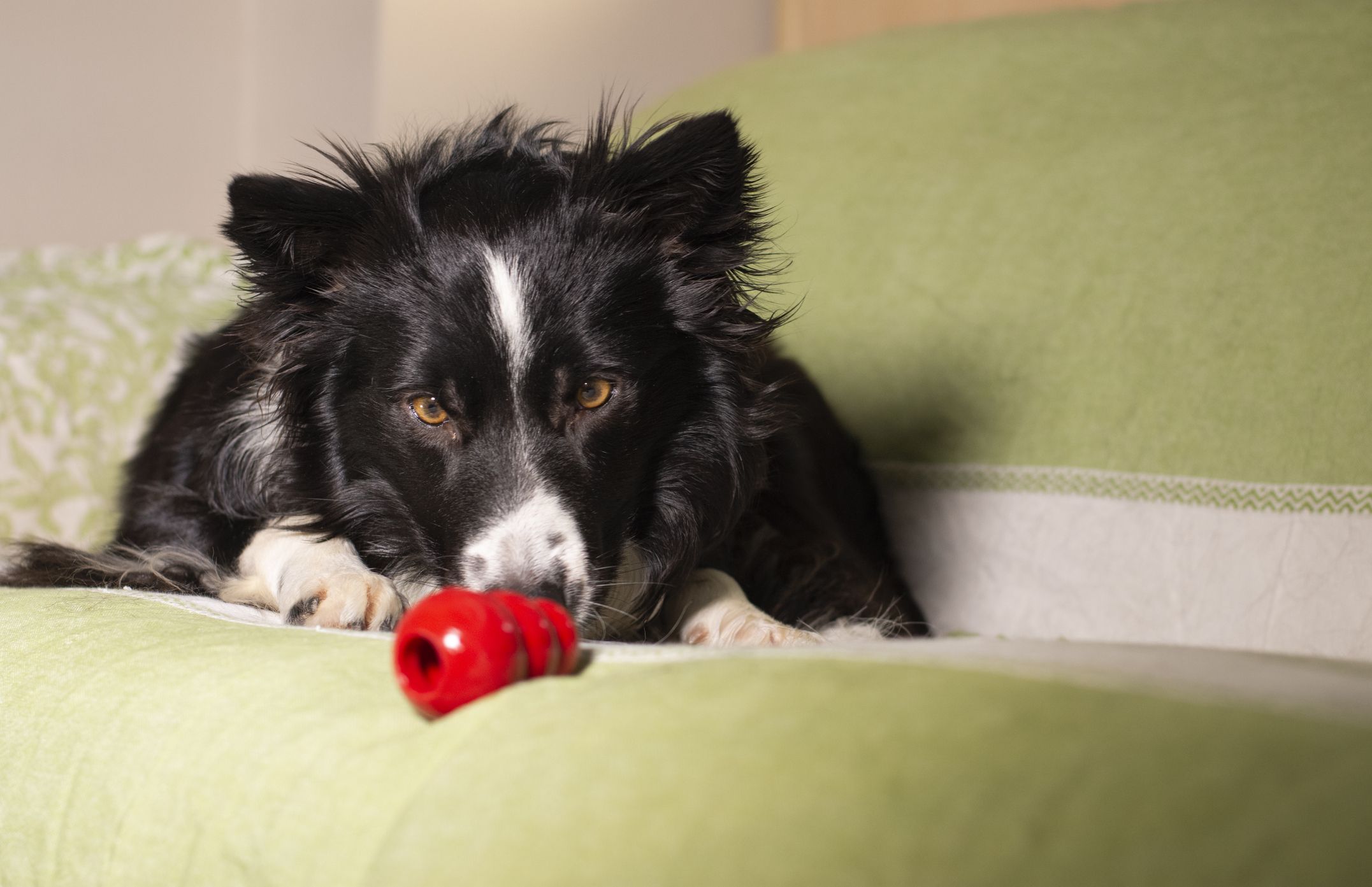 DIY Cognitive Dog Toys For When You're Stuck At Home