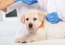 Cute labrador puppy dog getting a vaccine at the veterinary doctor