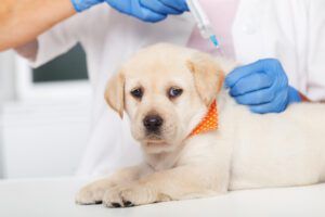 Cute labrador puppy dog getting a vaccine at the veterinary doctor