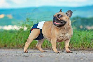 Brown French Bulldog dog wearing fabric period diaper pants for protection