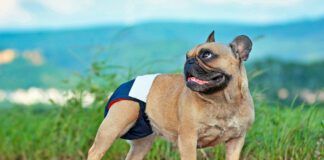 Brown French Bulldog dog wearing fabric period diaper pants for protection