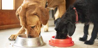 Two dogs eating together from their food bowls