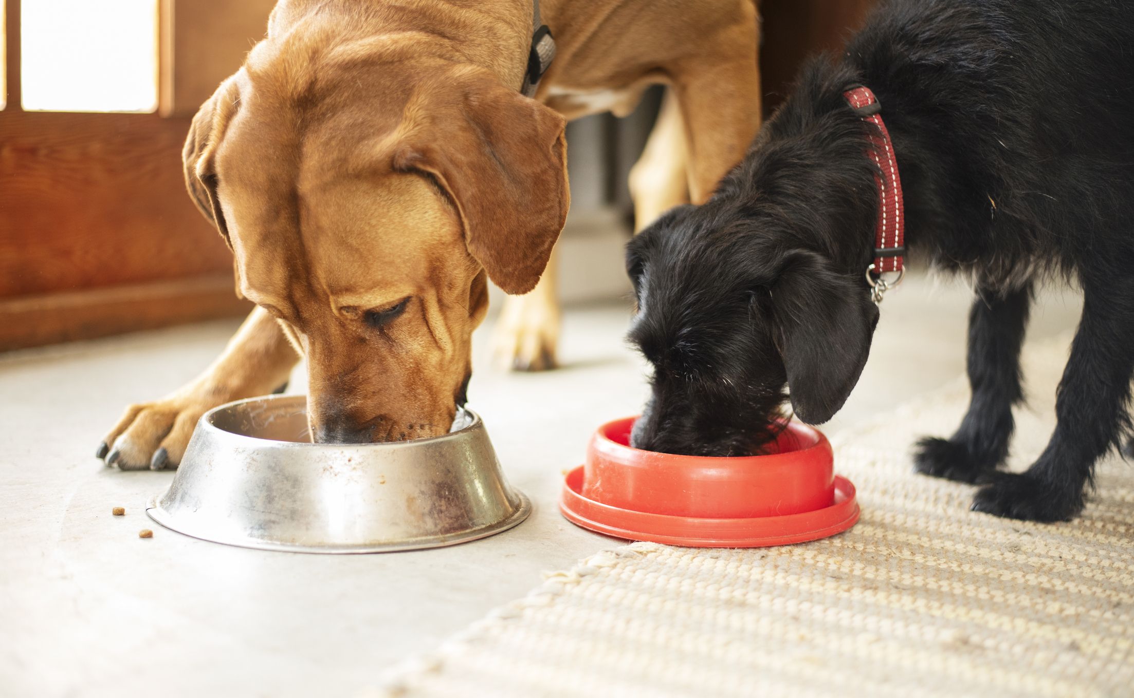 Doggy Meal - Cute Food - Sticker