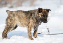 A brindle puppy walks outdoors in winter in the snow. The dog is not large in size with an unusual color. Has no breed. Walked on a leash. Docked tail.