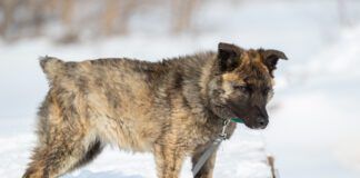 A brindle puppy walks outdoors in winter in the snow. The dog is not large in size with an unusual color. Has no breed. Walked on a leash. Docked tail.