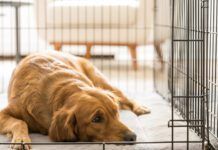 To crate train an older dog you must communicate that the crate is a safe protected place.