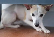Chinese rural dog hiding under shelf