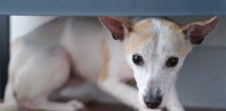 Chinese rural dog hiding under shelf