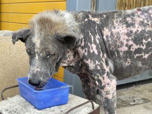 dog with demodectic mange