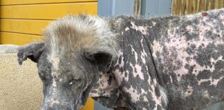 dog with demodectic mange