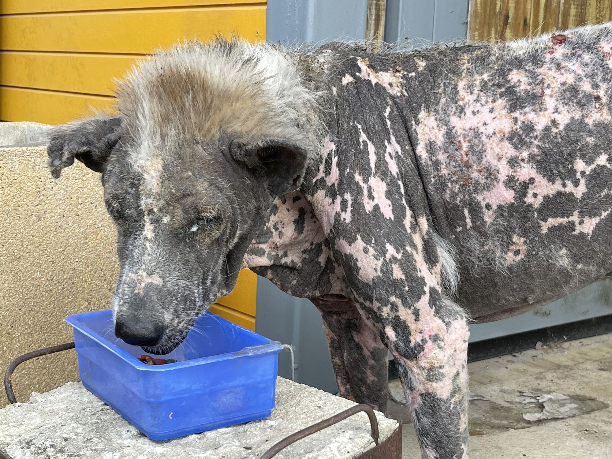 Puppy skin infection treatment hotsell
