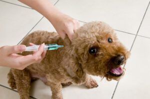Poodle Vaccination Shot