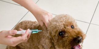 Poodle Vaccination Shot