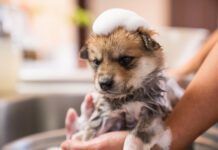 A puppy taking a bath in the kitchen sink