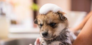 A puppy taking a bath in the kitchen sink