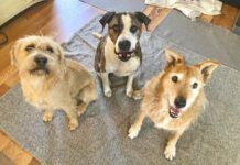 three dogs looking up at camera