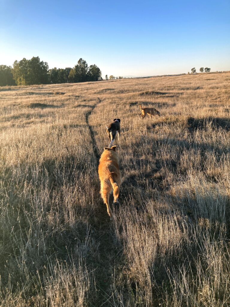 dogs hiking